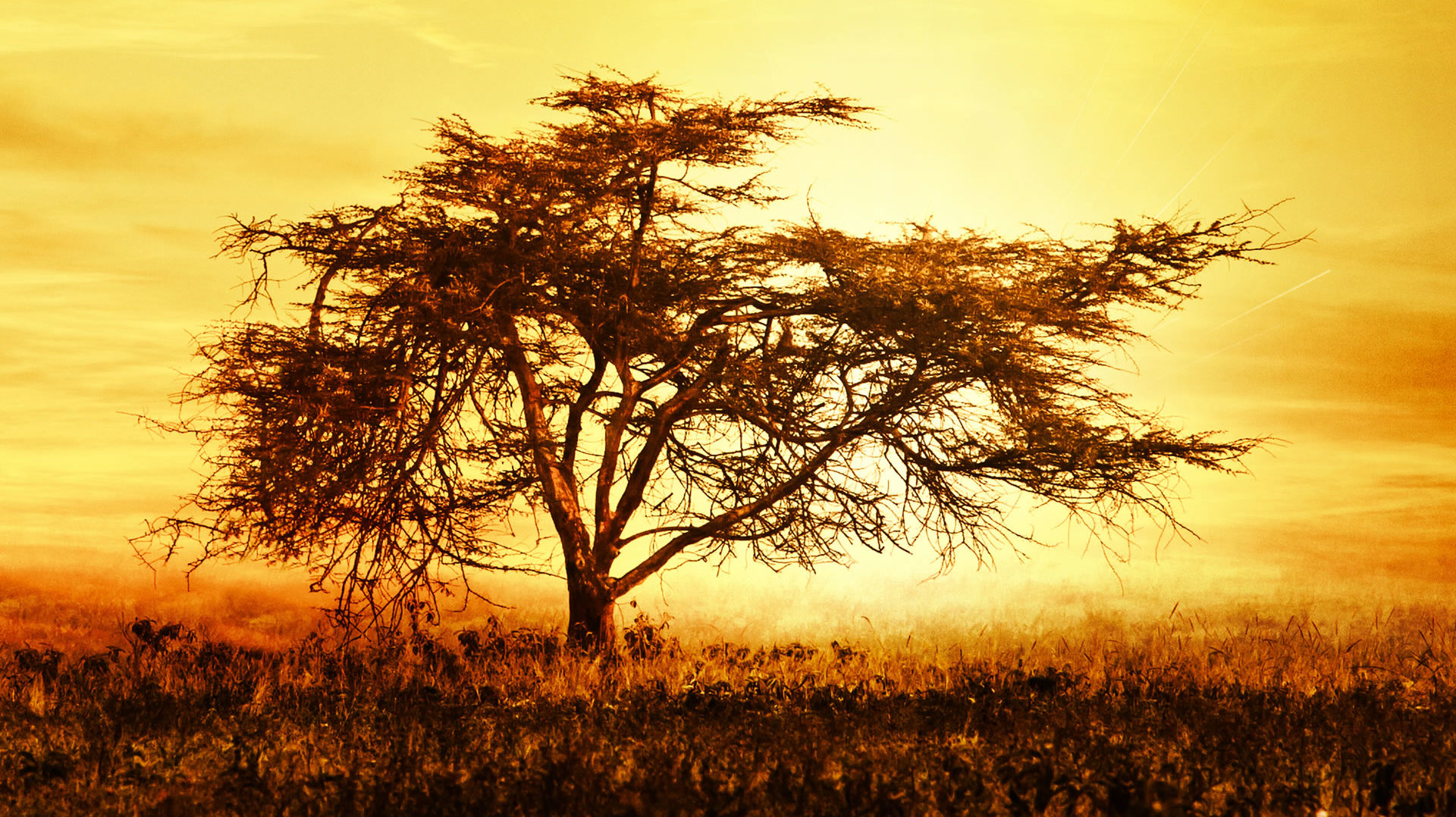 Acacia Tree, Kenya